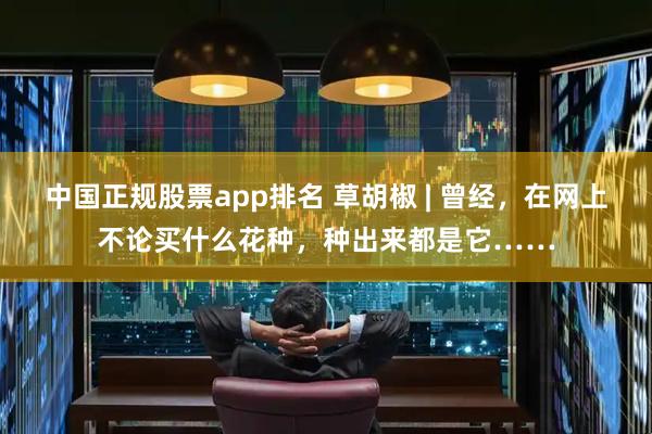 中国正规股票app排名 草胡椒 | 曾经，在网上不论买什么花种，种出来都是它……